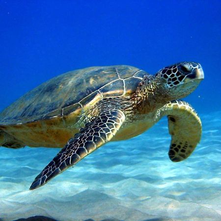 #5 New! Cozy Getaway Hot Spot Hilo Keaau Big Island Of Hawaii Self Checkin Studio Apt エクステリア 写真