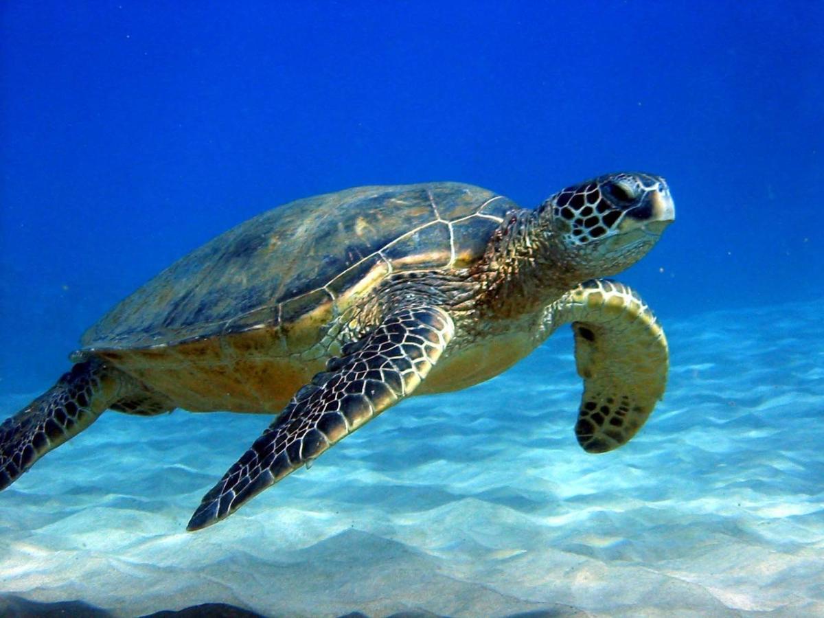 #5 New! Cozy Getaway Hot Spot Hilo Keaau Big Island Of Hawaii Self Checkin Studio Apt エクステリア 写真